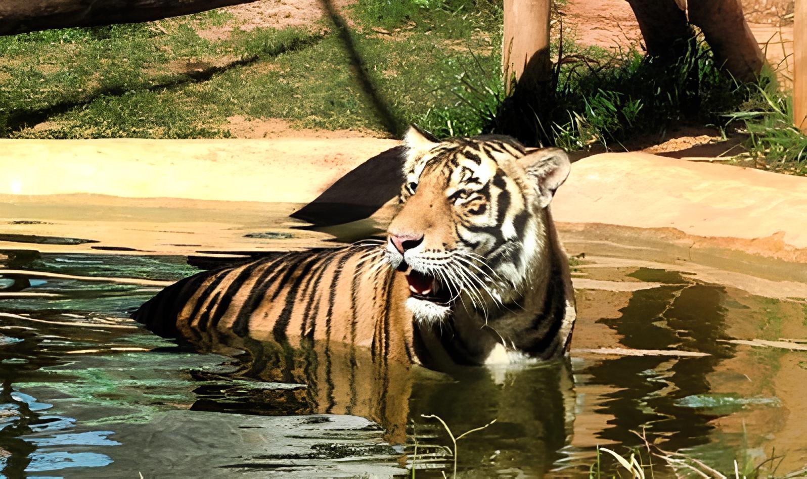  foto Zoo Park da Montanha